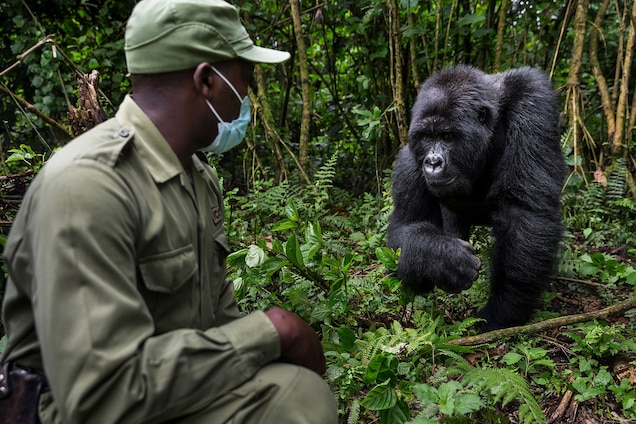 Are Silverback Gorillas Dangerous?