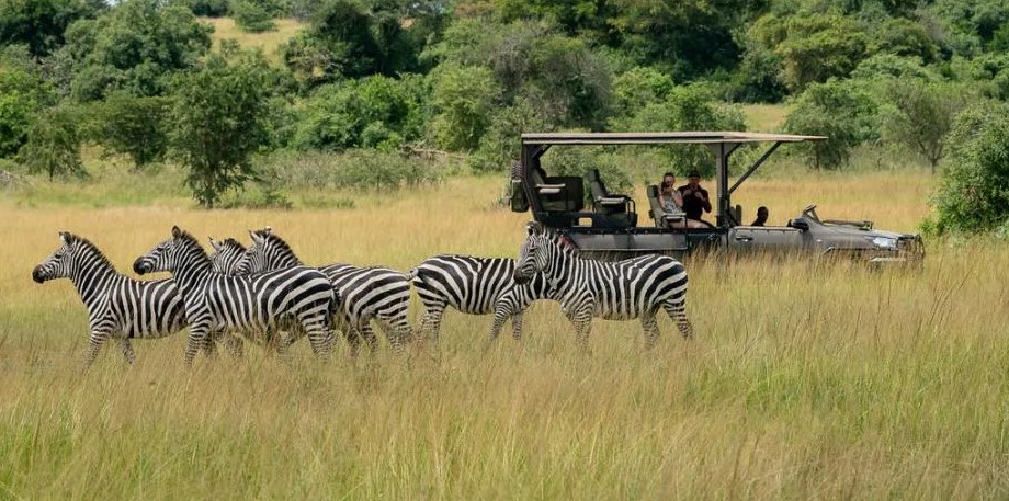 Game Drive in Akagera