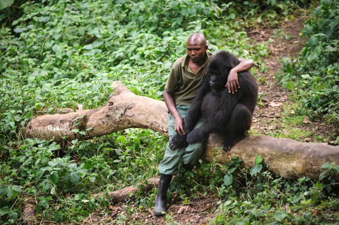 Gorilla Ranger Protection Efforts