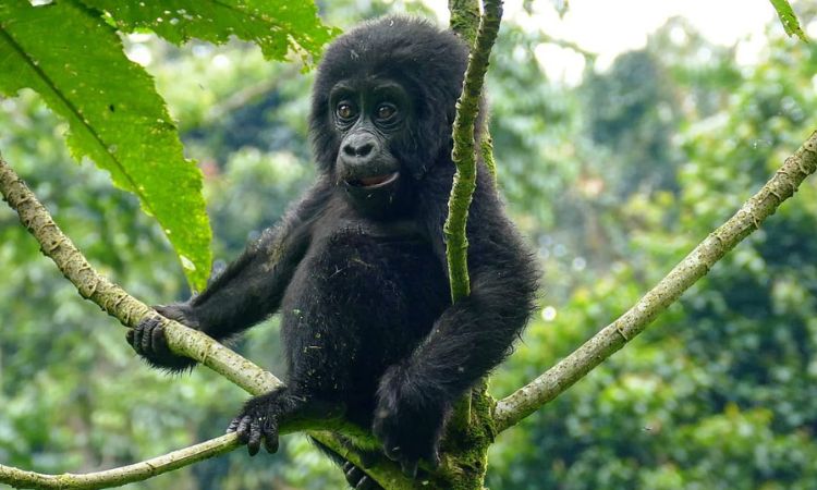 6 Days Uganda Gorilla Safari