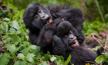 1 Day Gorilla Trekking Rwanda