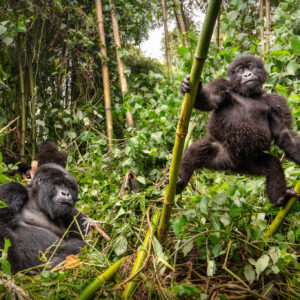 Habitat Loss Affecting Gorillas