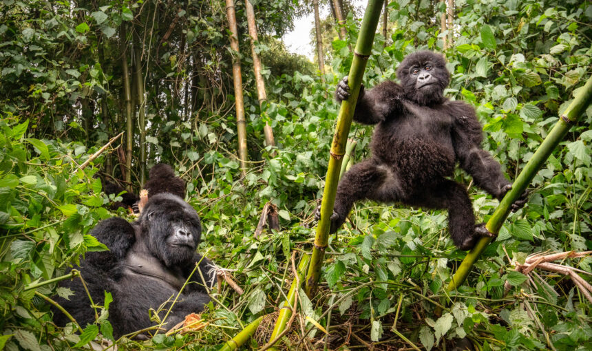 Habitat Loss Affecting Gorillas