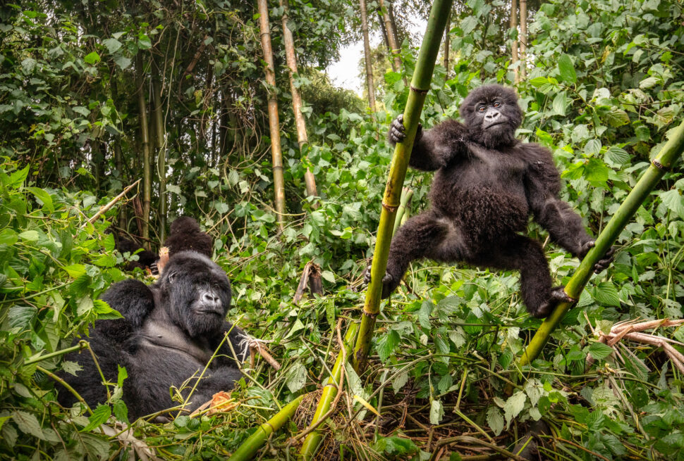 Habitat Loss Affecting Gorillas