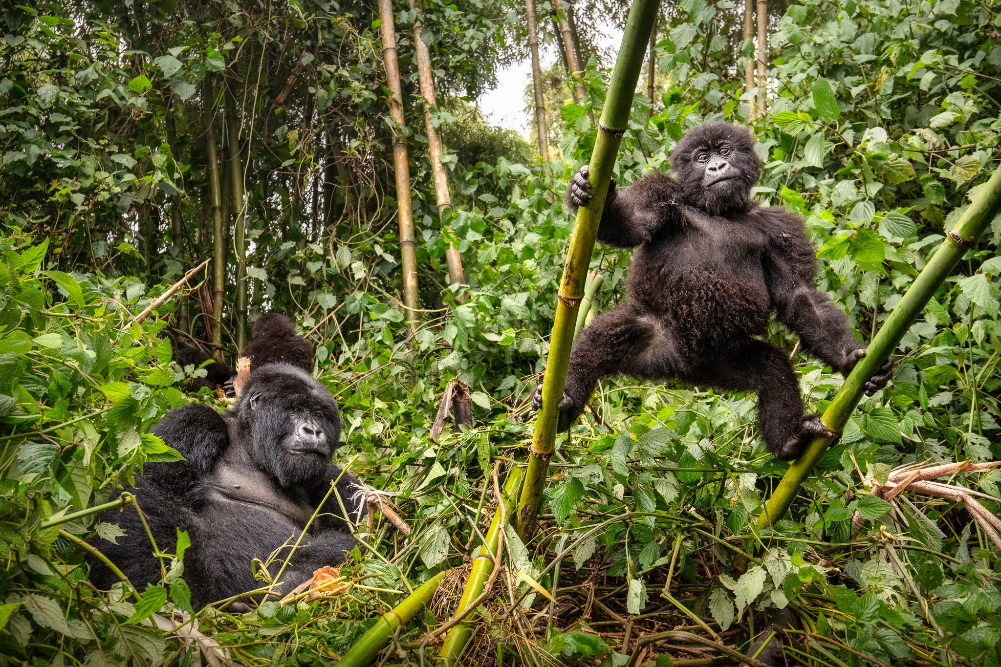 Habitat Loss Affecting Gorillas