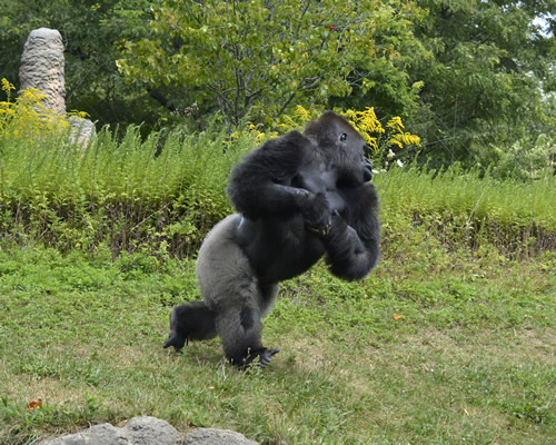 How Fast Can A Silverback Gorilla Run