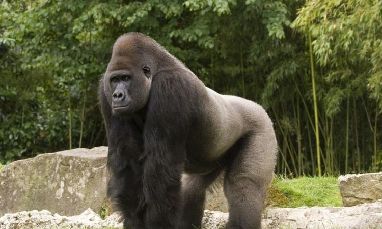 Western Lowland Gorillas Habitat