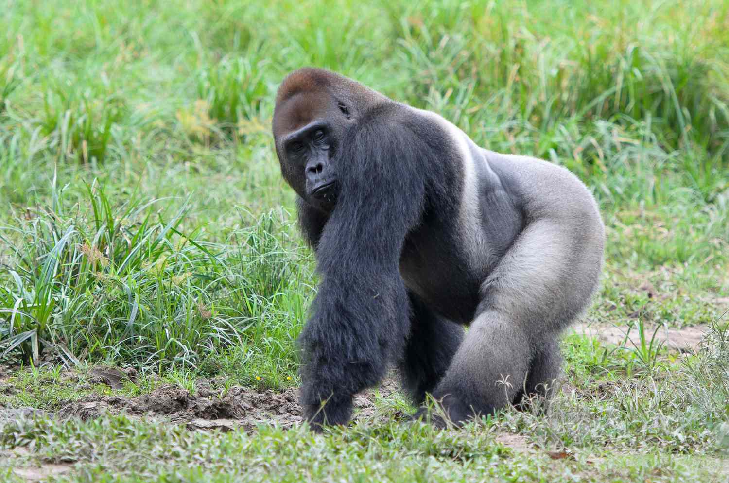 Western Lowland Gorillas Social