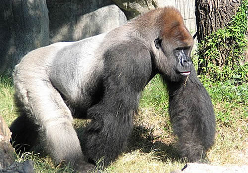 Gorilla Muscle Anatomy Breakdown