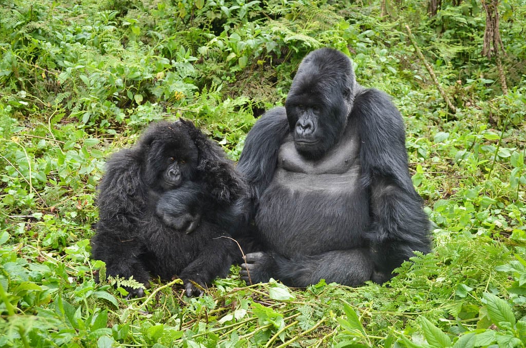 Male Vs Female Gorilla Behavior Differences