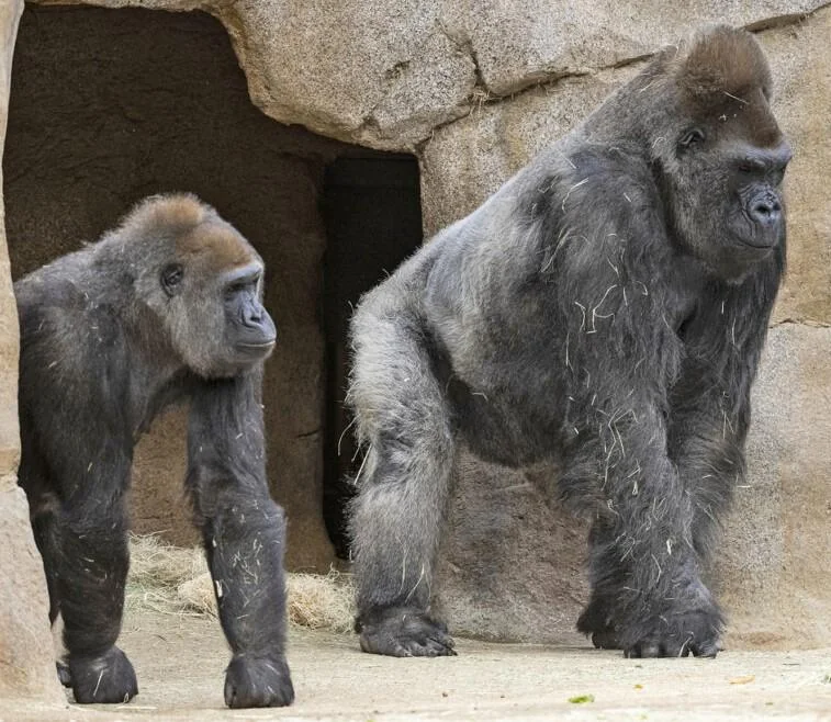 Male Vs Female Gorilla Differences