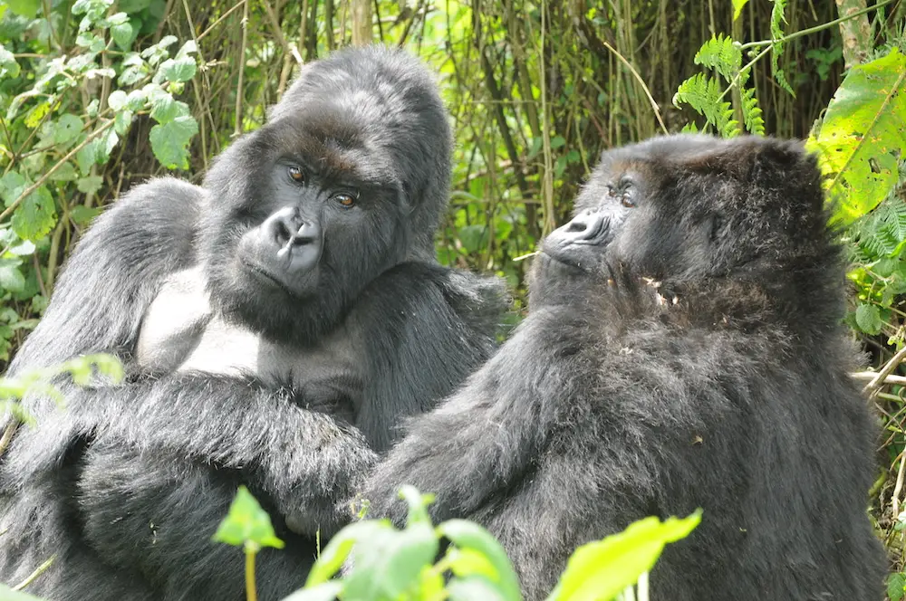 Male Vs Female Gorilla Differences