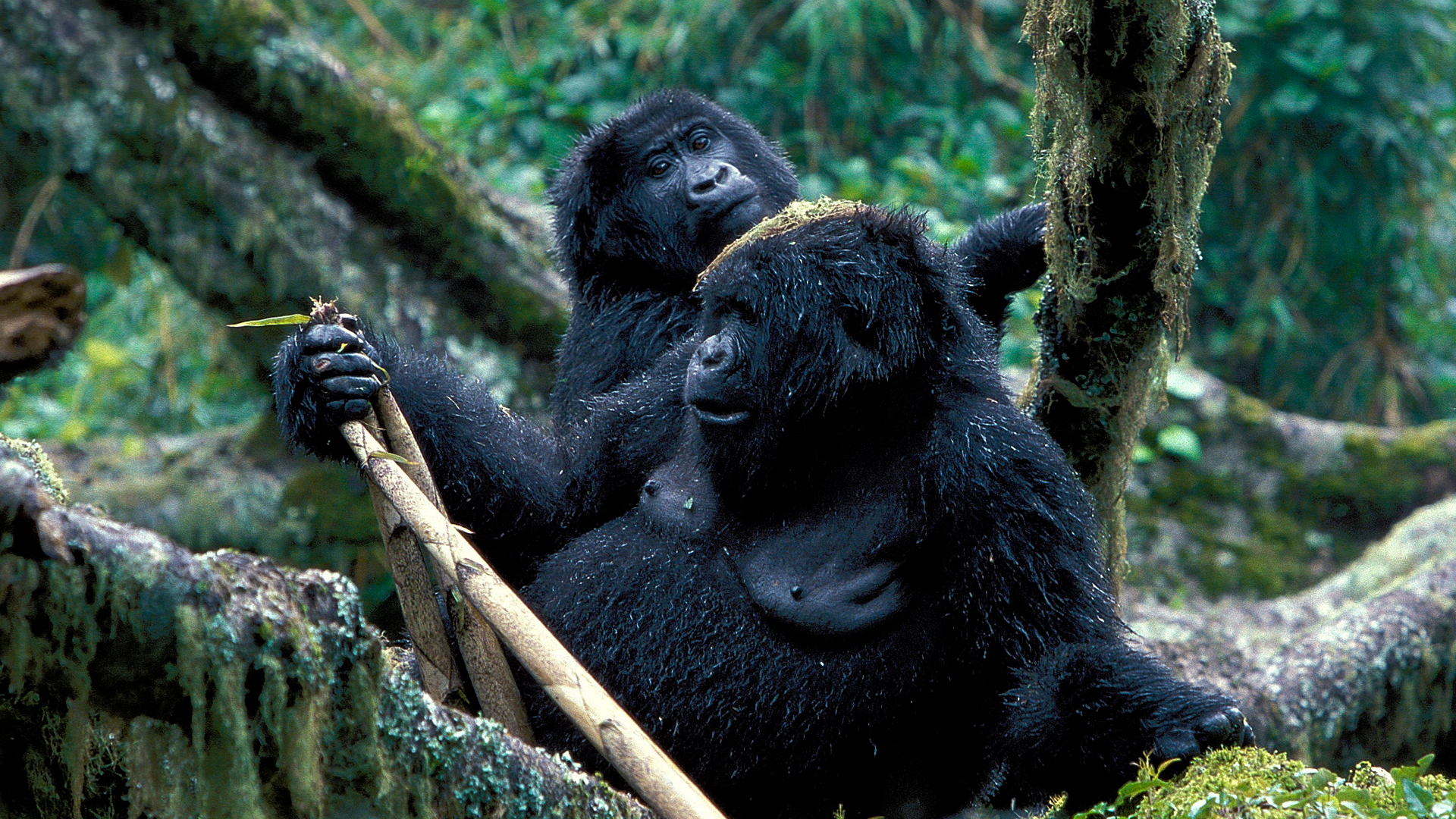 Future Projections for Gorilla Populations Beyond 2025