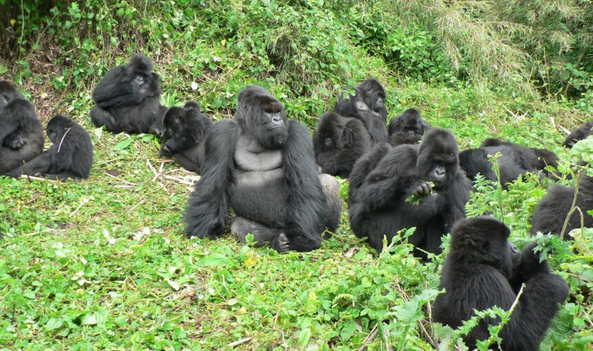 Mountain Gorilla Conservation Success