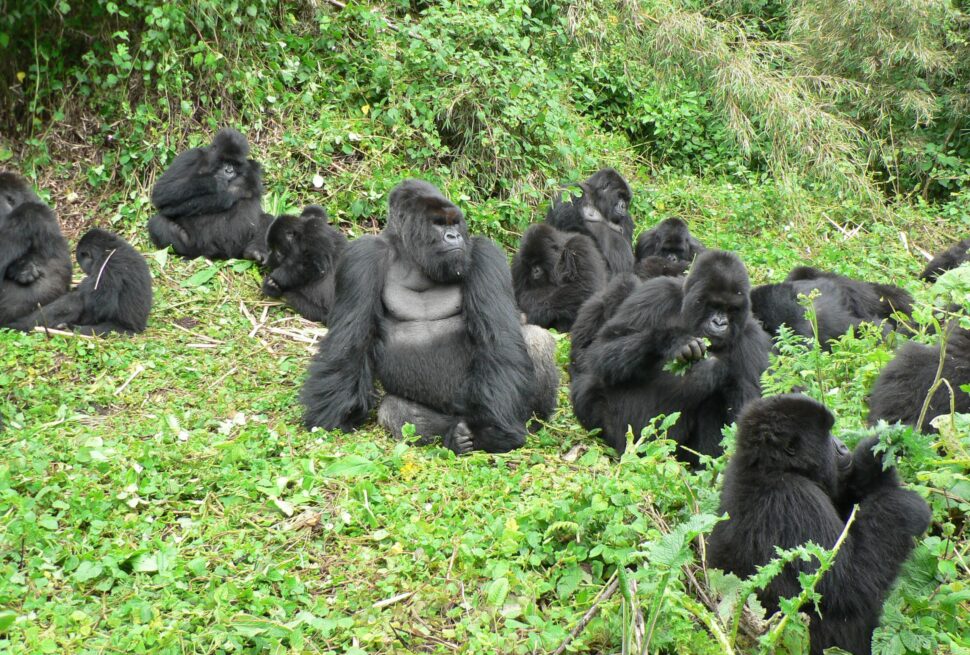 Mountain Gorilla Conservation Success