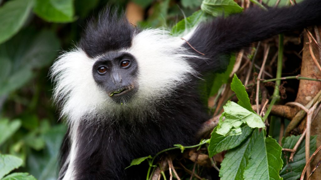 Nyungwe Forest National Park
