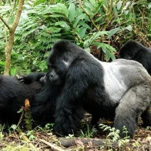 Silverback Gorilla Endangered Status