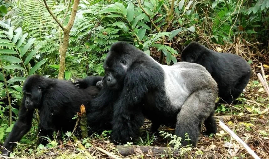 Silverback Gorilla Endangered Status