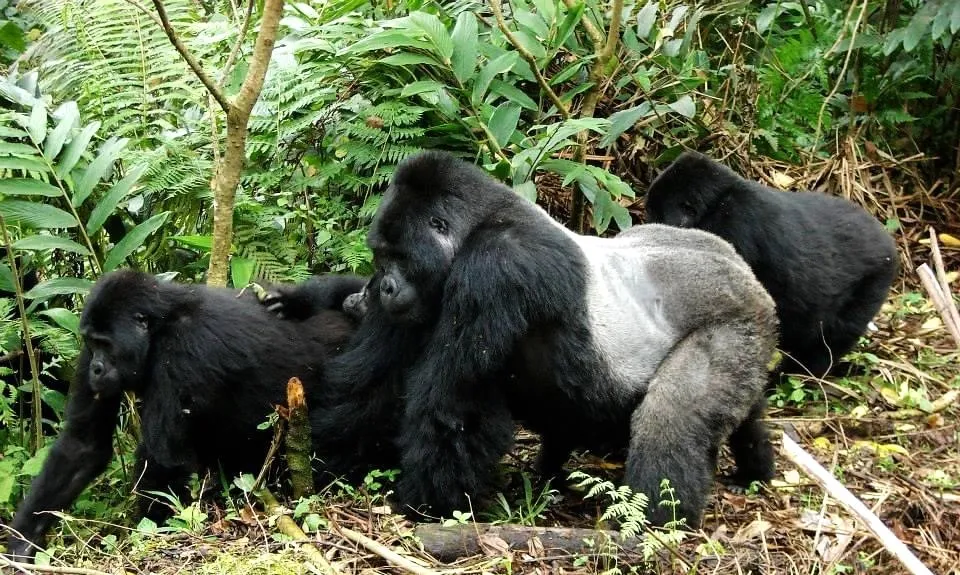 Lifespan of Silverback Gorillas