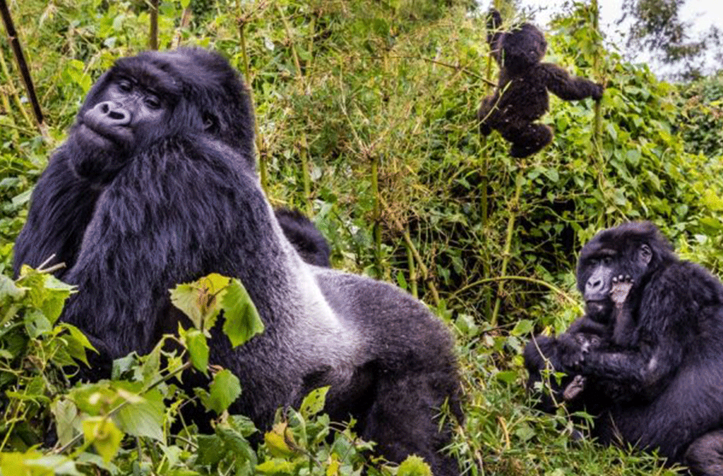 Silverback Gorilla Facts & Biology