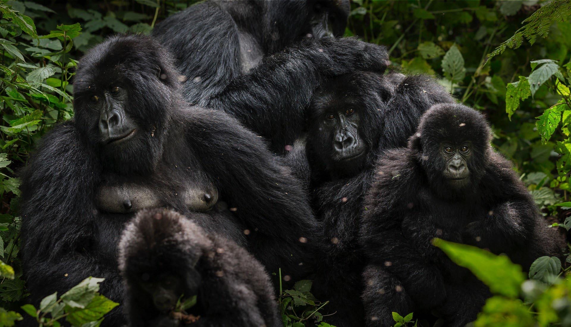 Virunga Massif Gorilla Population