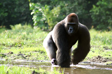 Western Lowland Gorillas