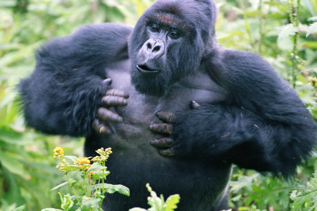 Why Silverbacks Beat Their Chest