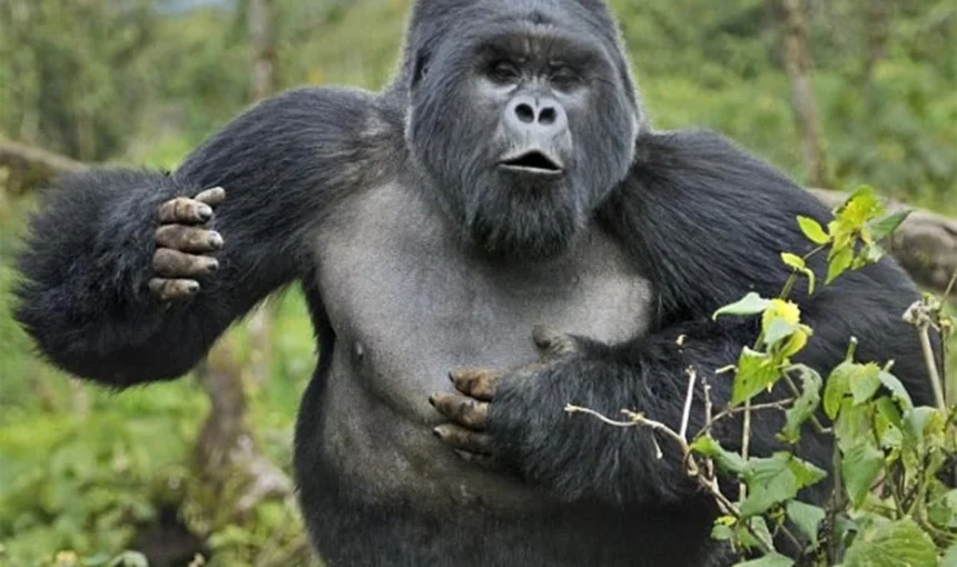 Why Silverbacks Beat Their Chest