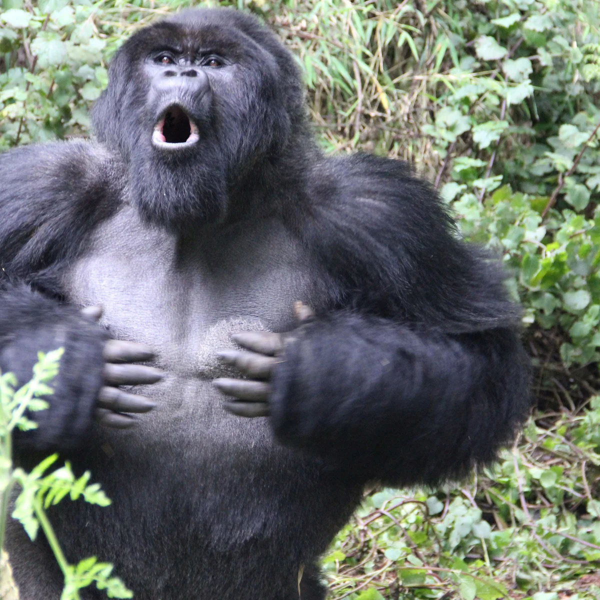 Why Silverbacks Beat Their Chest