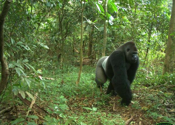 Causes of Habitat Loss Affecting Gorillas