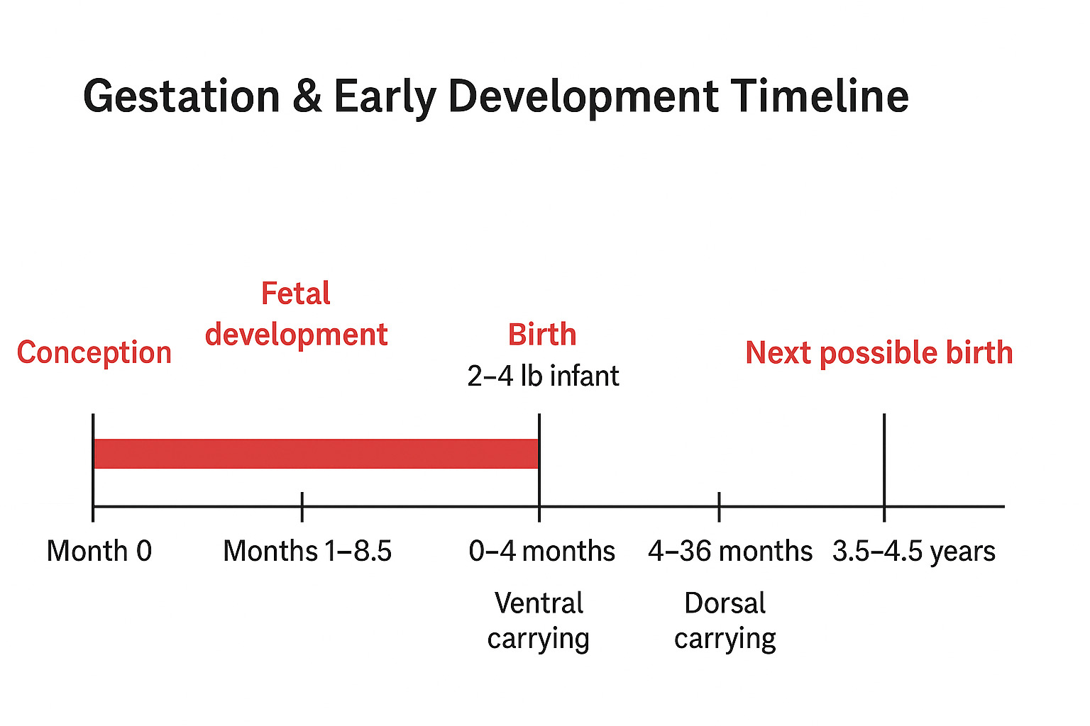 Gestation & Early Development Timeline