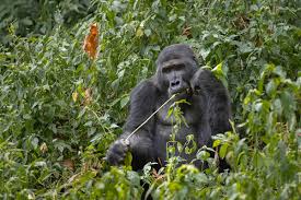 Silverback Gorilla Intelligence