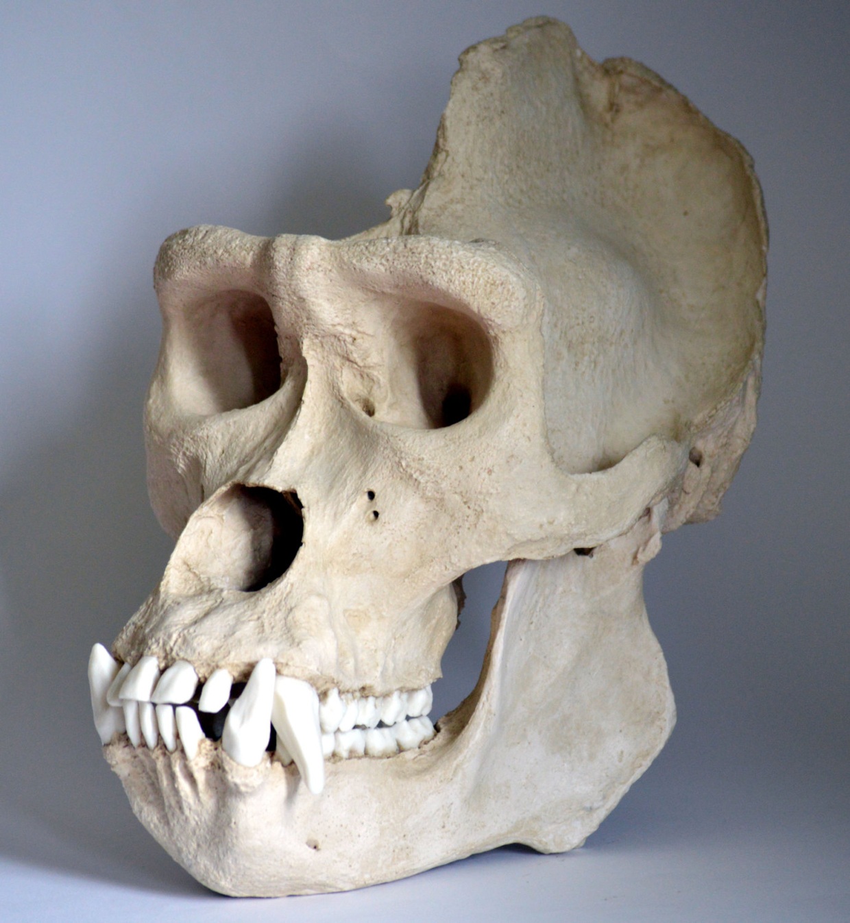 Silverback Gorilla Jaws Bite Force