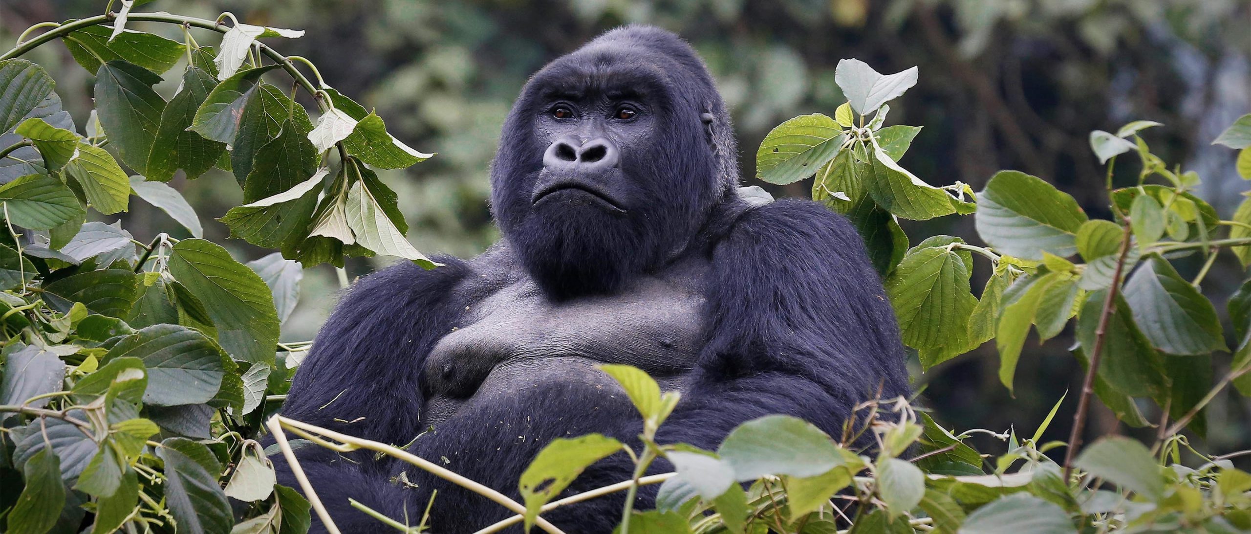 Where Do Silverback Gorillas Live