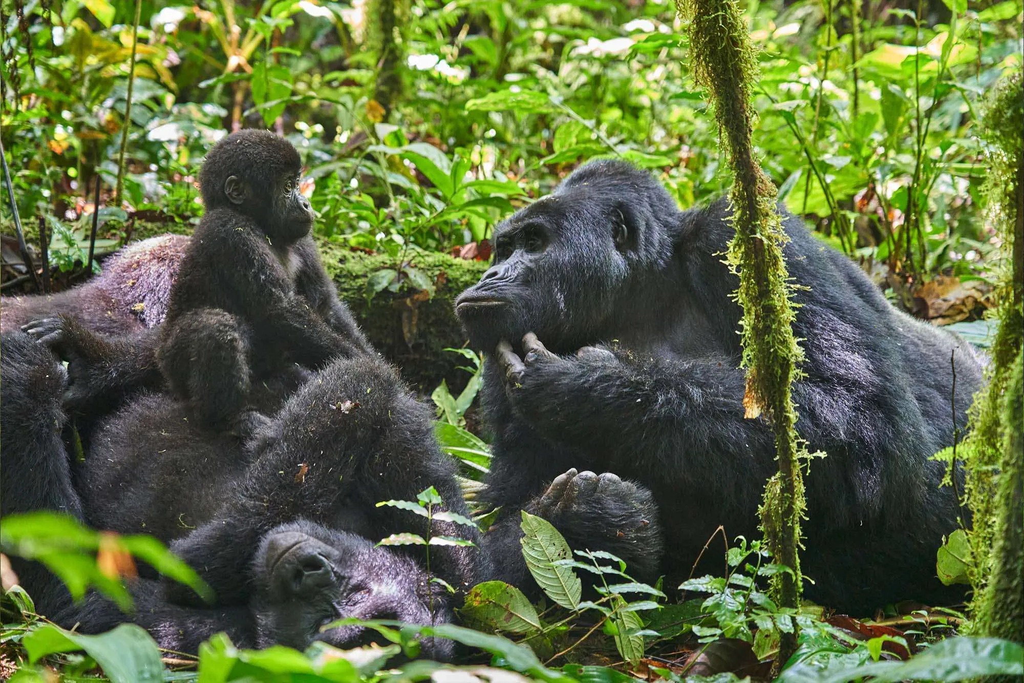 2 Days Rwanda Gorilla Safari