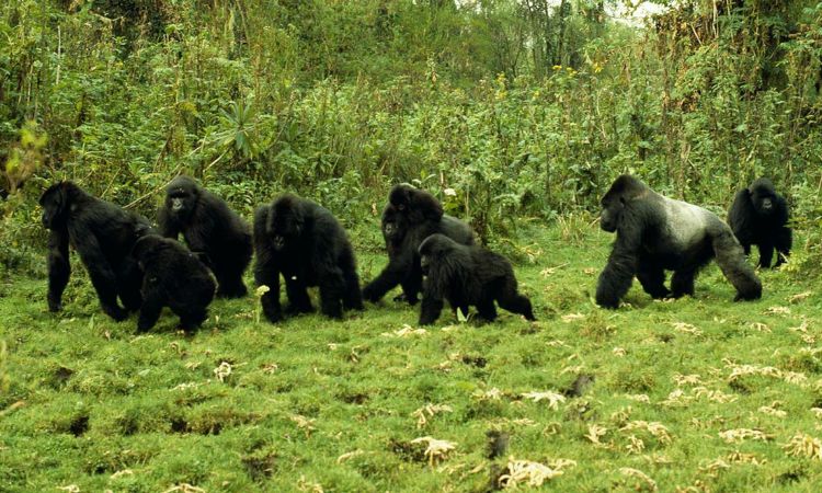 Where Do Silverback Gorillas Live