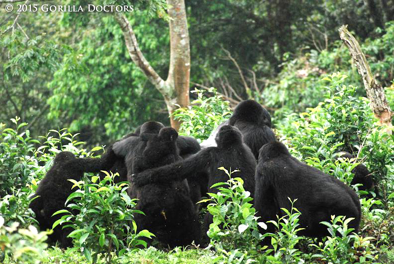 Gorilla Trekking Tourism Funds Ranger Protection