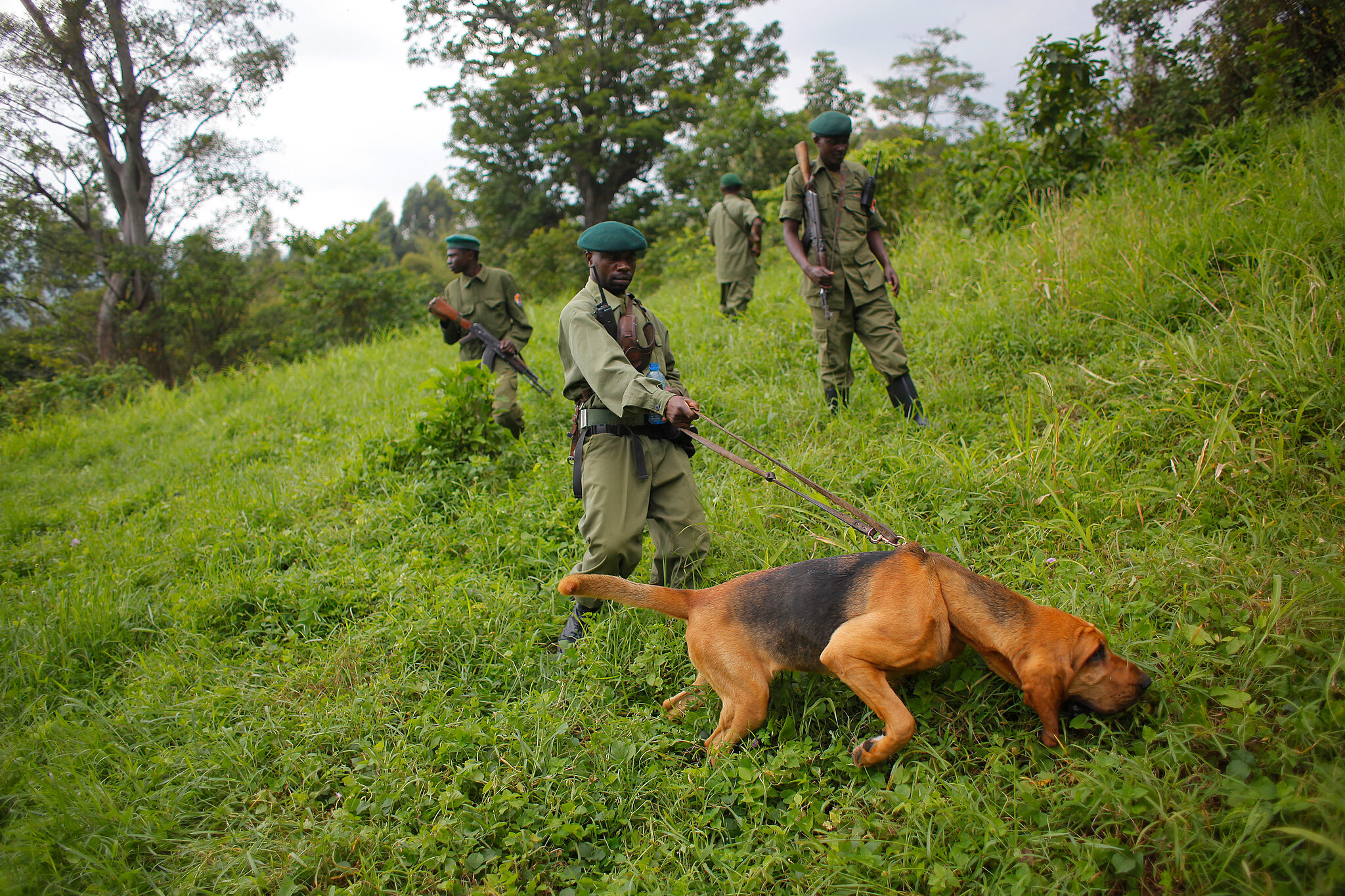 Gorilla Ranger Protection Efforts