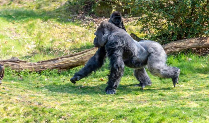 How Fast Can A Silverback Gorilla Run