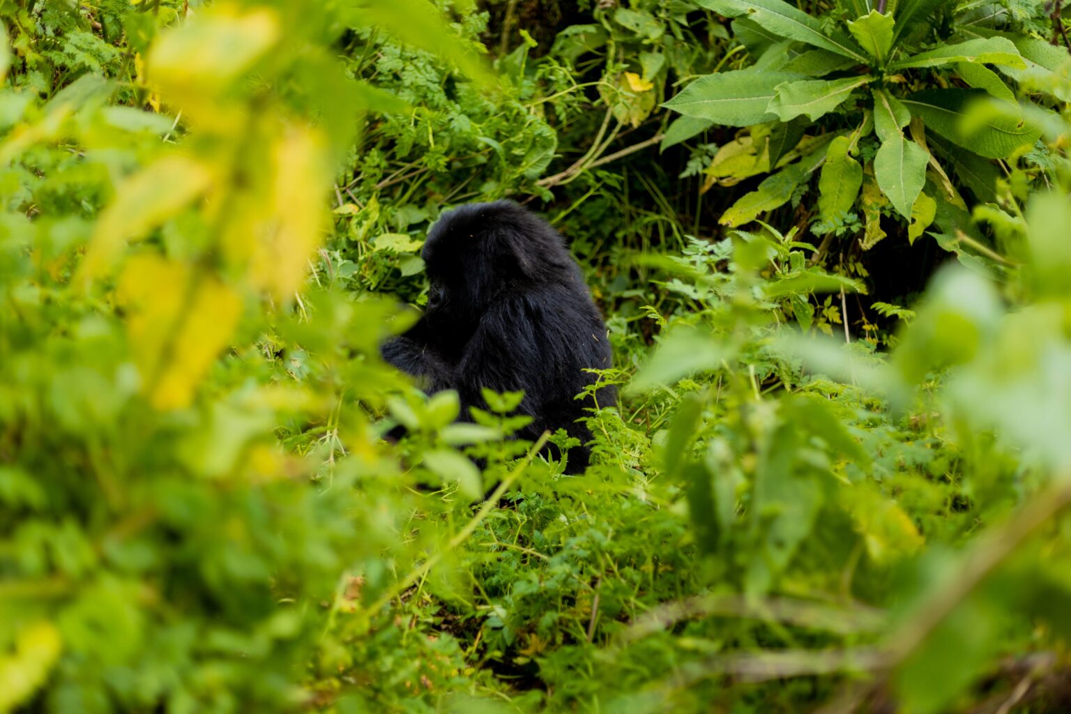 Habitat Loss Affecting Gorillas