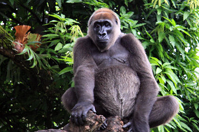 Cross River gorillas