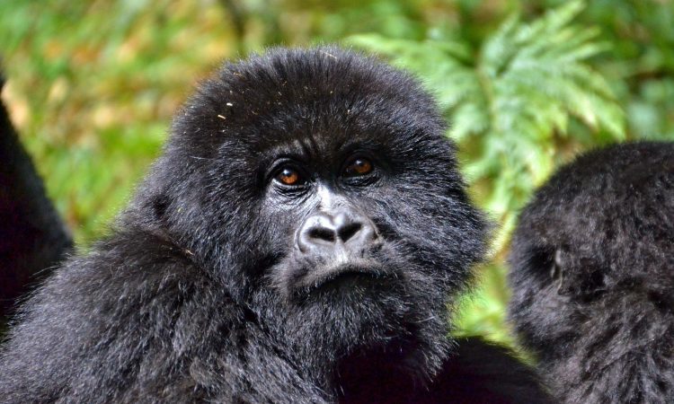 Gorilla Trekking in Rwanda