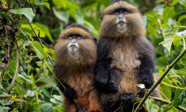 6 Days Rwanda Primates Tour