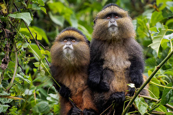 6 Days Rwanda Primates Tour
