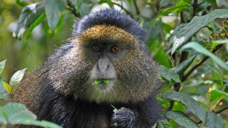 6 Days Rwanda Primates Tour