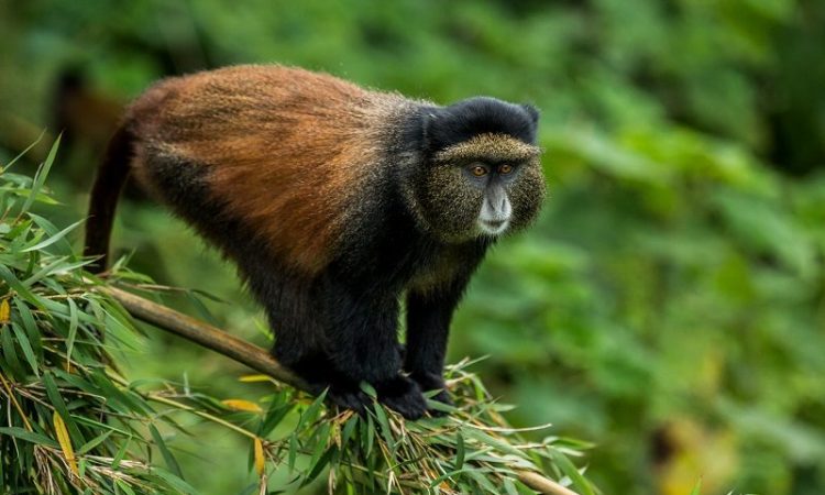 Golden Monkey Trekking