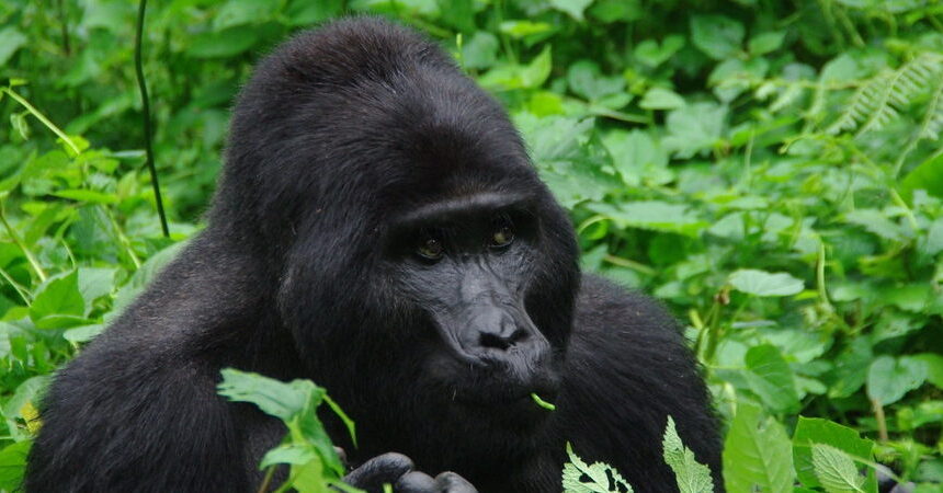 Best Time to Visit Gorillas