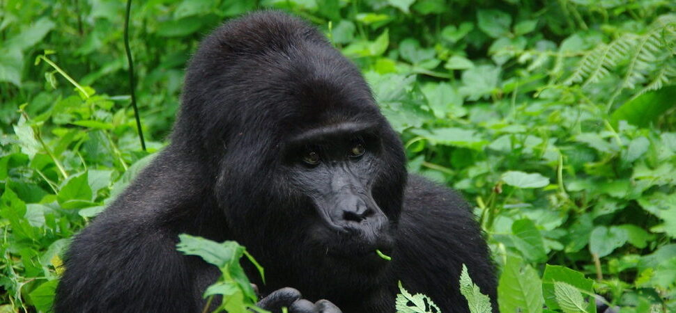 Best Time to Visit Gorillas