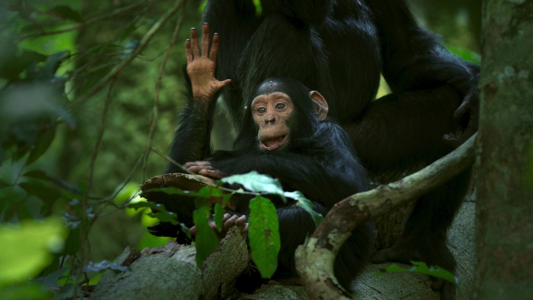 Chimpanzee Trekking
