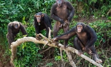 3 Days Chimpanzee Trekking
